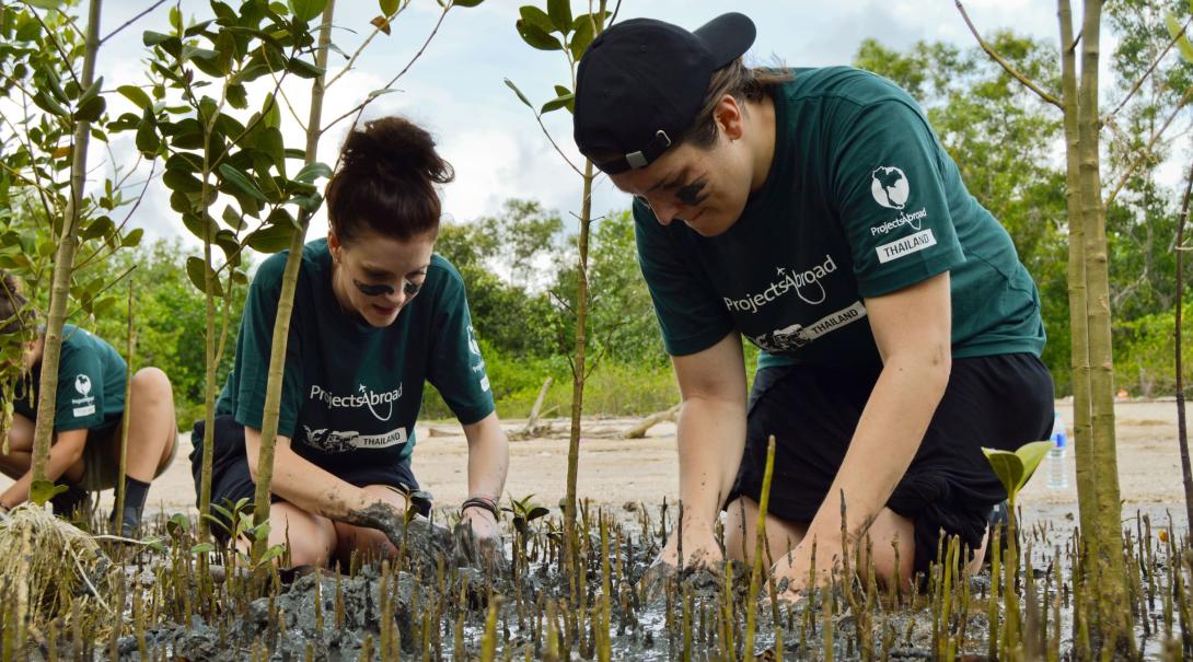 Våra volontärer i Thailand planterar mangrovesticklingar som en del i vårt klimatkompenseringsprogram. Volontärer i Thailand planterar mangrovesticklingar, som en del i vårt naturskyddsarbete och vårt klimatkompensationsprogram.